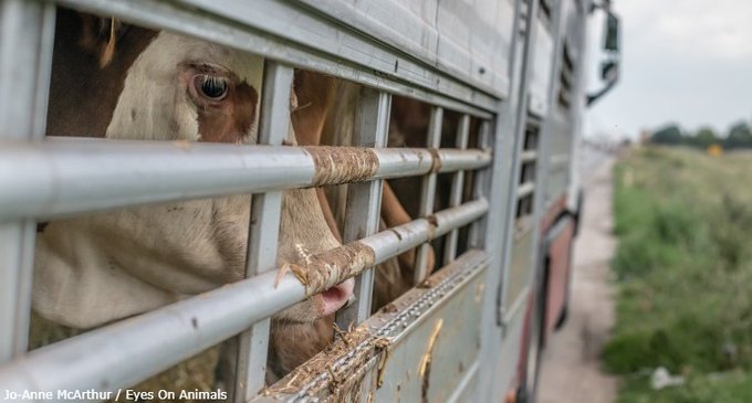 Vous avez chaud en cette #canicule ? Pensez à ce que cela doit être pour eux, à l'étroit dans des hangars surpeuplés ou entassés dans des camions de transport les emmenant à l'abattoir. 💔😢 #GoVegan
