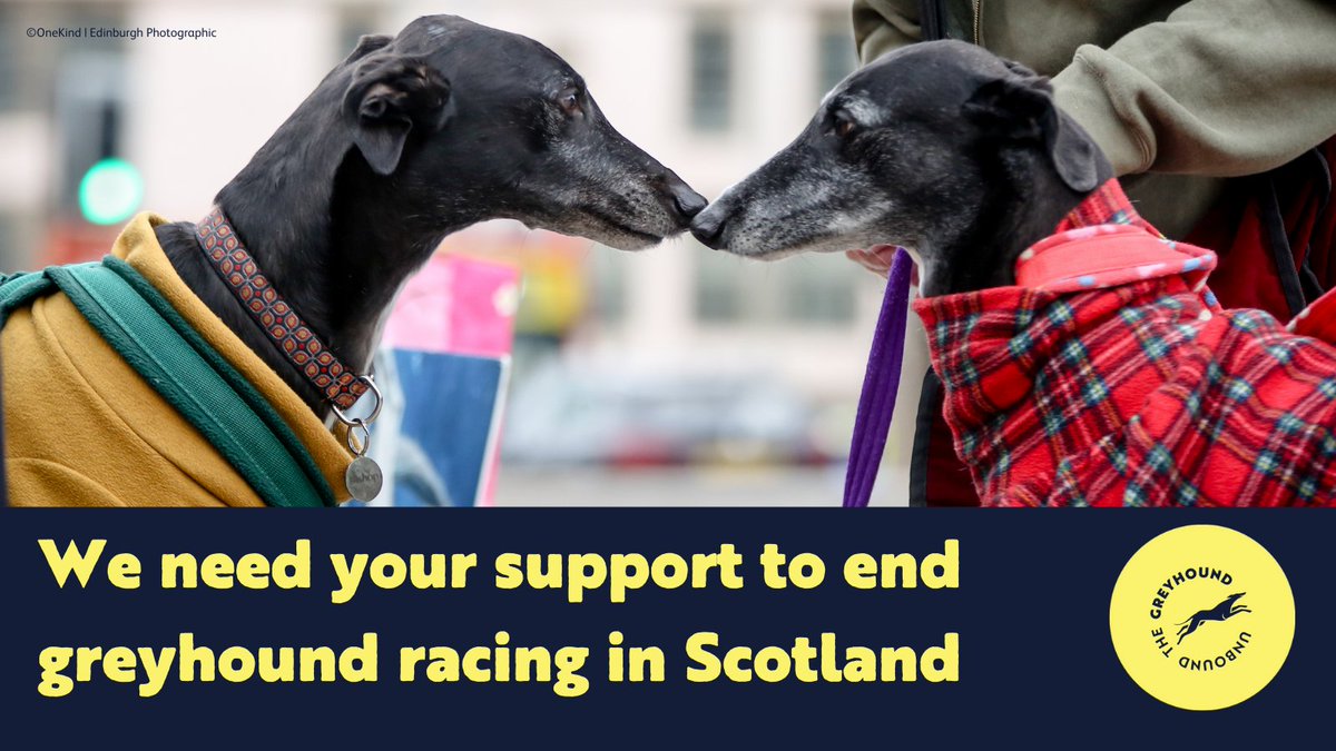 OneKind (@onekindtweet) on Twitter photo ❗This is our chance to ban greyhound racing in 🏴 - once & for all.
We need your help to rally support for <a href="/markruskell/">Mark Ruskell</a>'s Greyhound Racing (Offences) (Scotland) Bill.
For those in🏴: bit.ly/UtGScotland
Or, please use our international e-action: bit.ly/UtGInternation… ❗This is our chance to ban greyhound racing in 🏴 - once & for all.
We need your help to rally support for <a href="/markruskell/">Mark Ruskell</a>'s Greyhound Racing (Offences) (Scotland) Bill.
For those in🏴: bit.ly/UtGScotland
Or, please use our international e-action: bit.ly/UtGInternation…