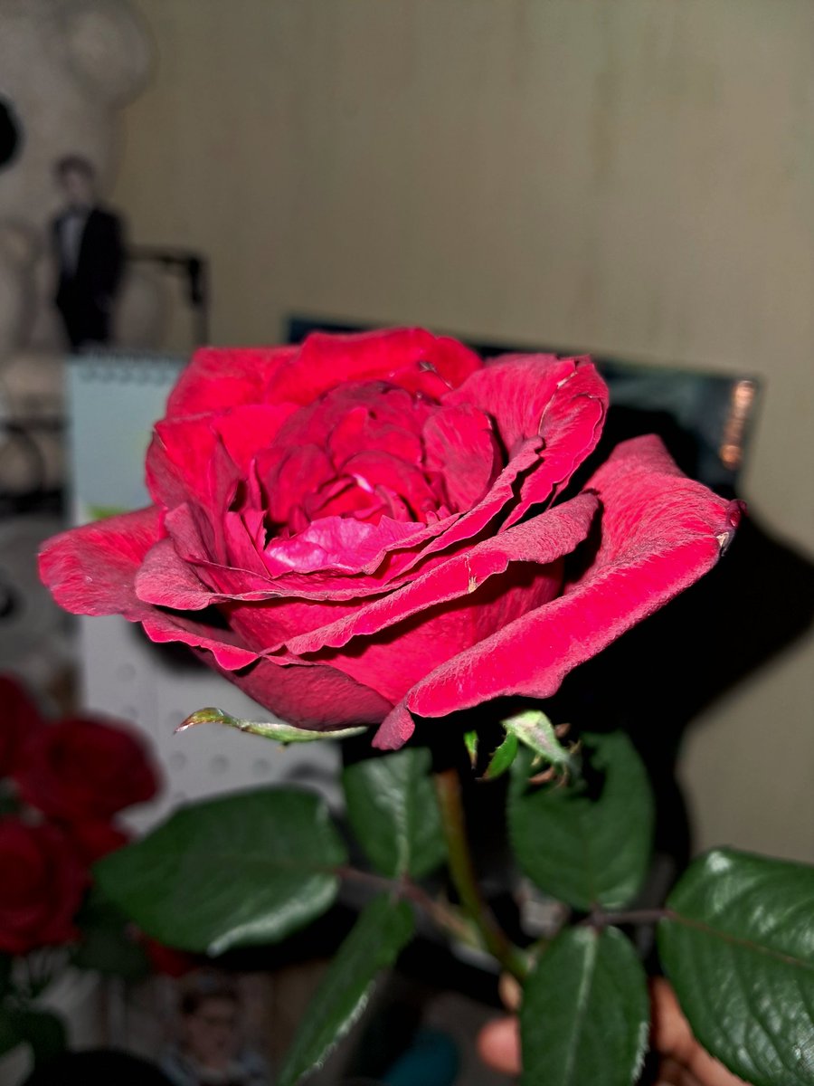 Eviz 🌹 tweet media