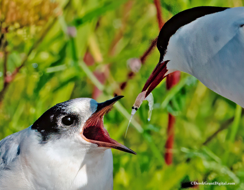 On Machias Seal Island, an Arctic Tern Fledgling prepares to receive a krill from parent. Although numbers have dwindled-the island remains an important nesting site in North America for this species. #BirdsSeenIn2025 #ThePhotoHour #StormHour #CanGeo #ShareYourFeathers #Birding