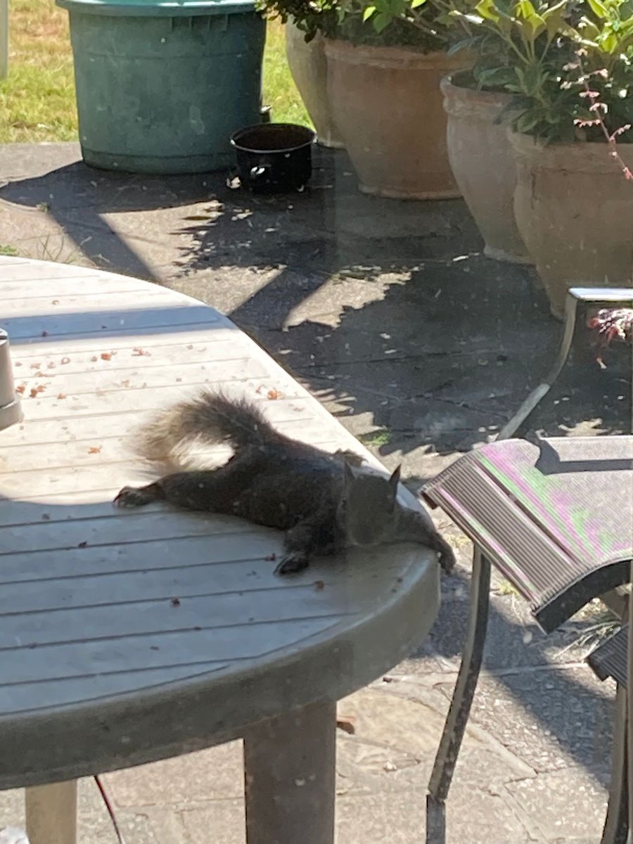 Check out this squirrel at my parents house in Essex that is so done with that current heatwave 🤣🤣 <a href="/EssexWildlife/">Essex Wildlife Trust</a>