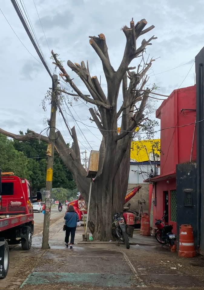 Peatonsito en Oaxaca 🇲🇽 🦜♻️ (@peatonvigilante) on Twitter photo #GruasSantaTeresa tala árbol Laurel de más de 80 años de edad en el Municipio de <a href="/Gob_Xoxocotlan/">Gobierno municipal de Santa Cruz Xoxocotlán</a>, todo esto para que puedan maniobrar sus máquinas 🙄🙄
Oaxaca vive una crisis ambiental con ríos contaminados, exceso de basura y deforestación extrema 🪵 #GruasSantaTeresa tala árbol Laurel de más de 80 años de edad en el Municipio de <a href="/Gob_Xoxocotlan/">Gobierno municipal de Santa Cruz Xoxocotlán</a>, todo esto para que puedan maniobrar sus máquinas 🙄🙄
Oaxaca vive una crisis ambiental con ríos contaminados, exceso de basura y deforestación extrema 🪵