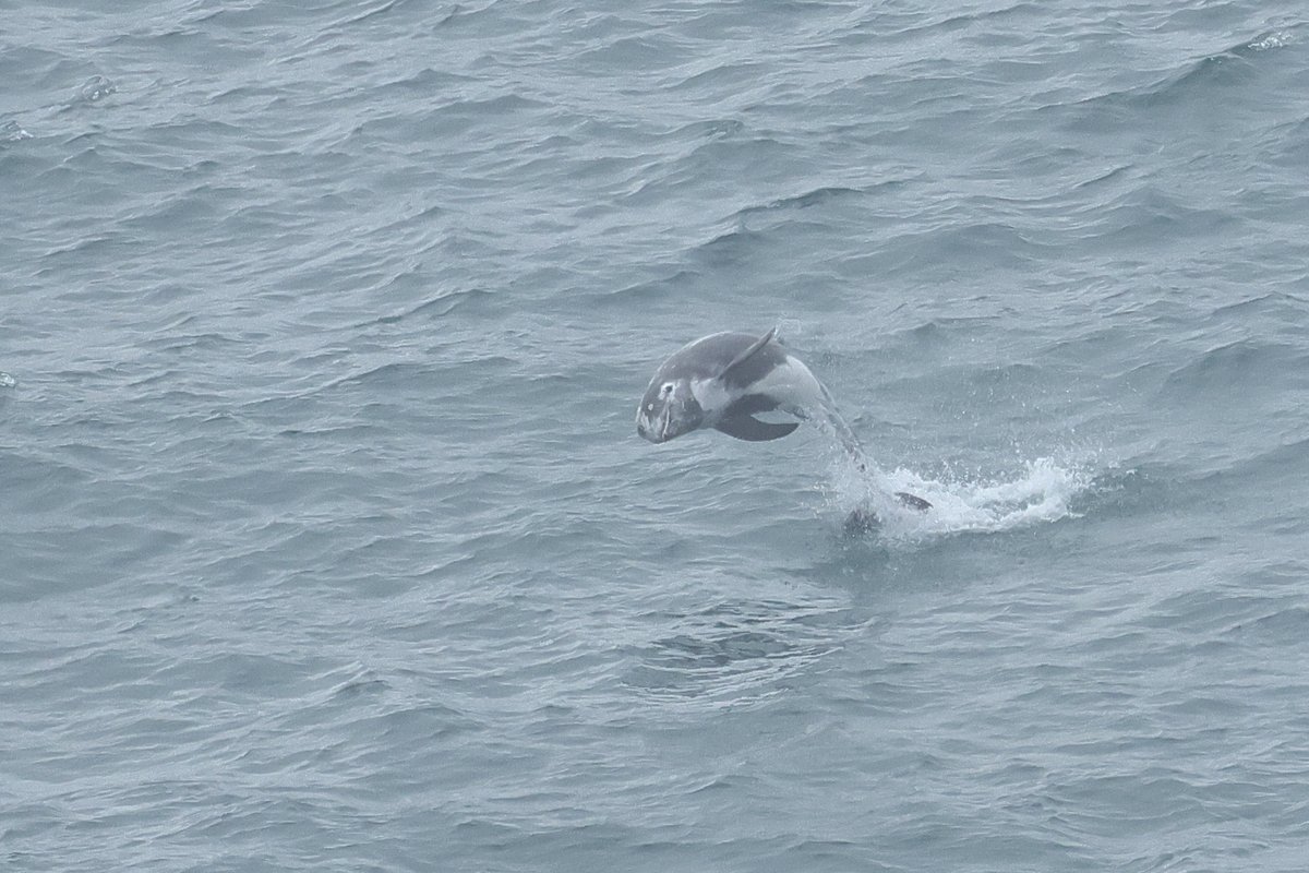Risso's dolphins off Soar today 30/06/25