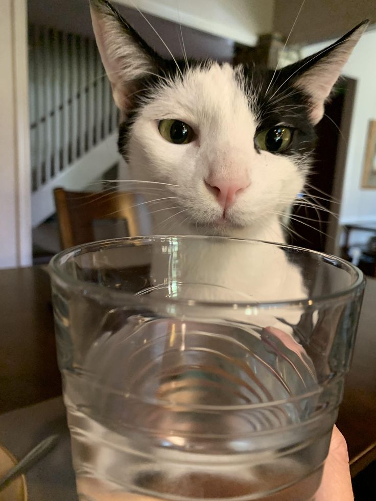 kittenstappn's tweet image. 