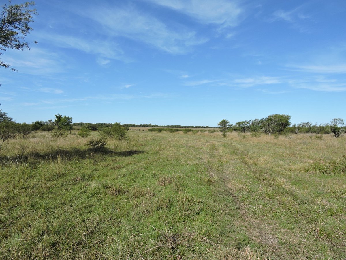 📣OPORTUNIDAD 
Arrendamiento de campo por licitación en Artigas. 

✅ 2400 hectáreas 
✅ Establecimiento completo 
✅ Ganadero invernador
✅ Índice Coneat 105 

Consulte bases y condiciones al 099 364 640

#valdezcampos