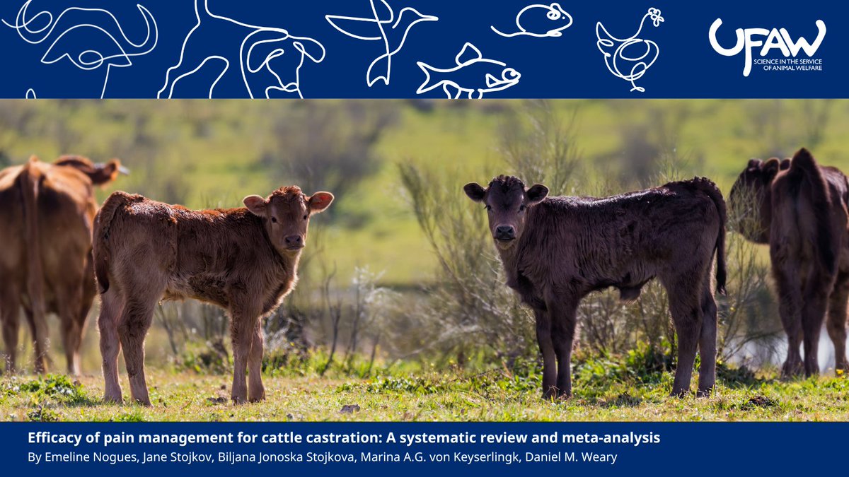 AW_TheJournal's tweet image. π NEW STUDY assesses the efficacy of post-operative pain management for cattle castration, comparing outcomes with and without multimodal analgesia (local anaesthetic alone, or in combination with a non-steroidal anti-inflammatory drug).
π Read it here: ow.ly/lfAR50Wip97