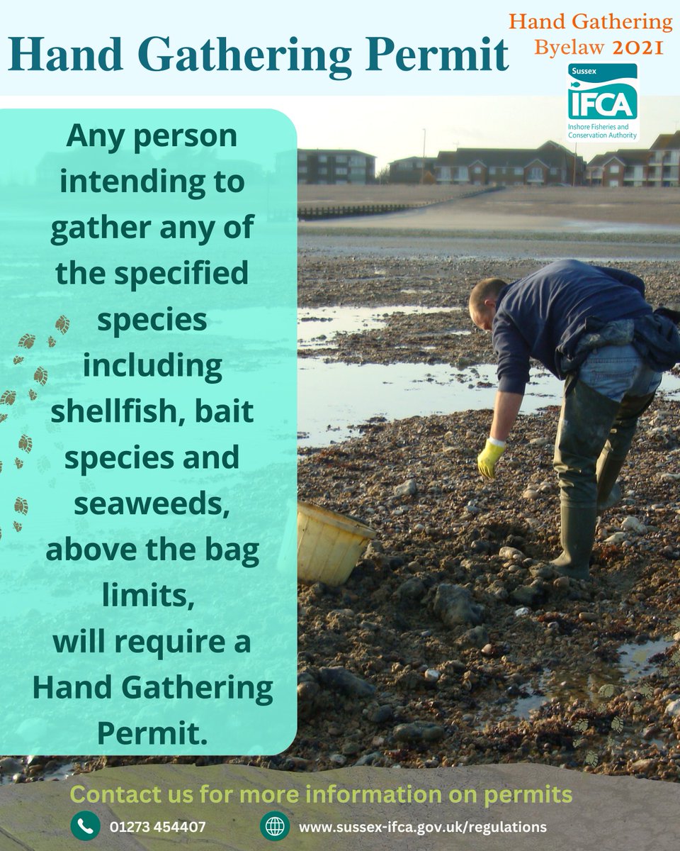 Sussex IFCA (@sussex_ifca) on Twitter photo Our <a href="/sussex_ifca/">Sussex IFCA</a> Hand Gathering Byelaw commences tomorrow – 1 July 2025
🔹 Limits what & how much you can collect
🔹 Permit required for larger takes
🔹 Data reporting required for permits
🔗 sussex-ifca.gov.uk/regulations
#Sussex_IFCA #HandGatheringByelaw #baitdigging #sussexnews Our <a href="/sussex_ifca/">Sussex IFCA</a> Hand Gathering Byelaw commences tomorrow – 1 July 2025
🔹 Limits what & how much you can collect
🔹 Permit required for larger takes
🔹 Data reporting required for permits
🔗 sussex-ifca.gov.uk/regulations
#Sussex_IFCA #HandGatheringByelaw #baitdigging #sussexnews