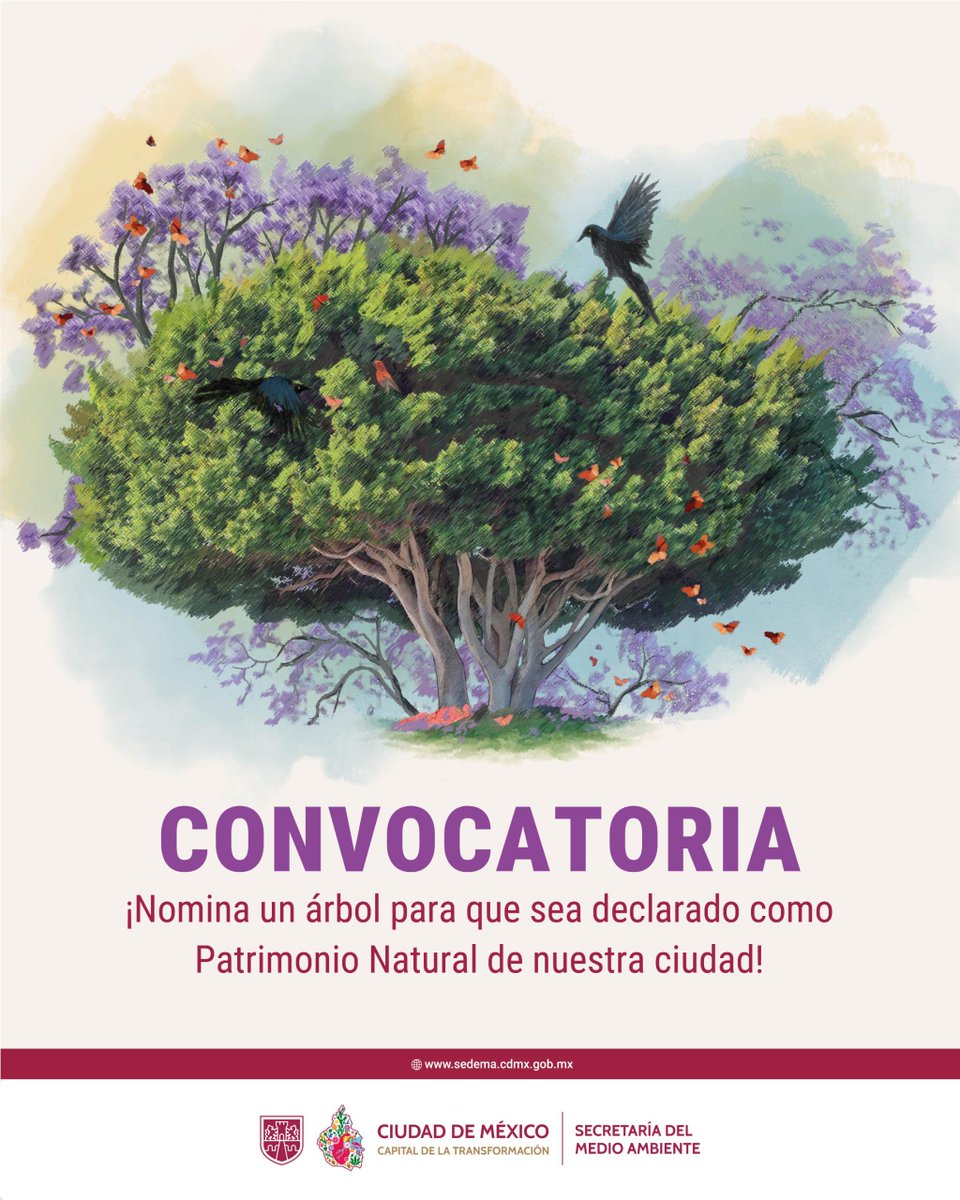 ¡Nomina a un árbol para que sea declarado Patrimonio Natural de nuestra ciudad!

Te invitamos a formar parte de la iniciativa Árboles Patrimoniales, creada para reconocer, registrar y proteger árboles con valor ambiental, histórico, cultural o simbólico en la