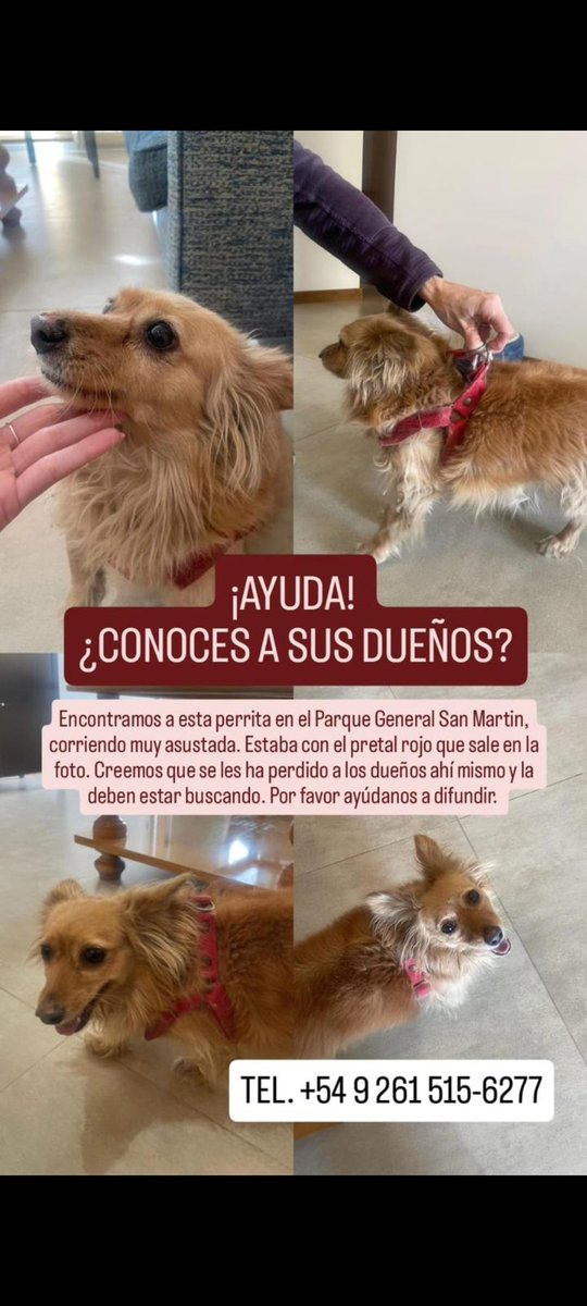 germanderosas's tweet photo. #mendoza
#perroperdido https://t.co/5KVviohboh