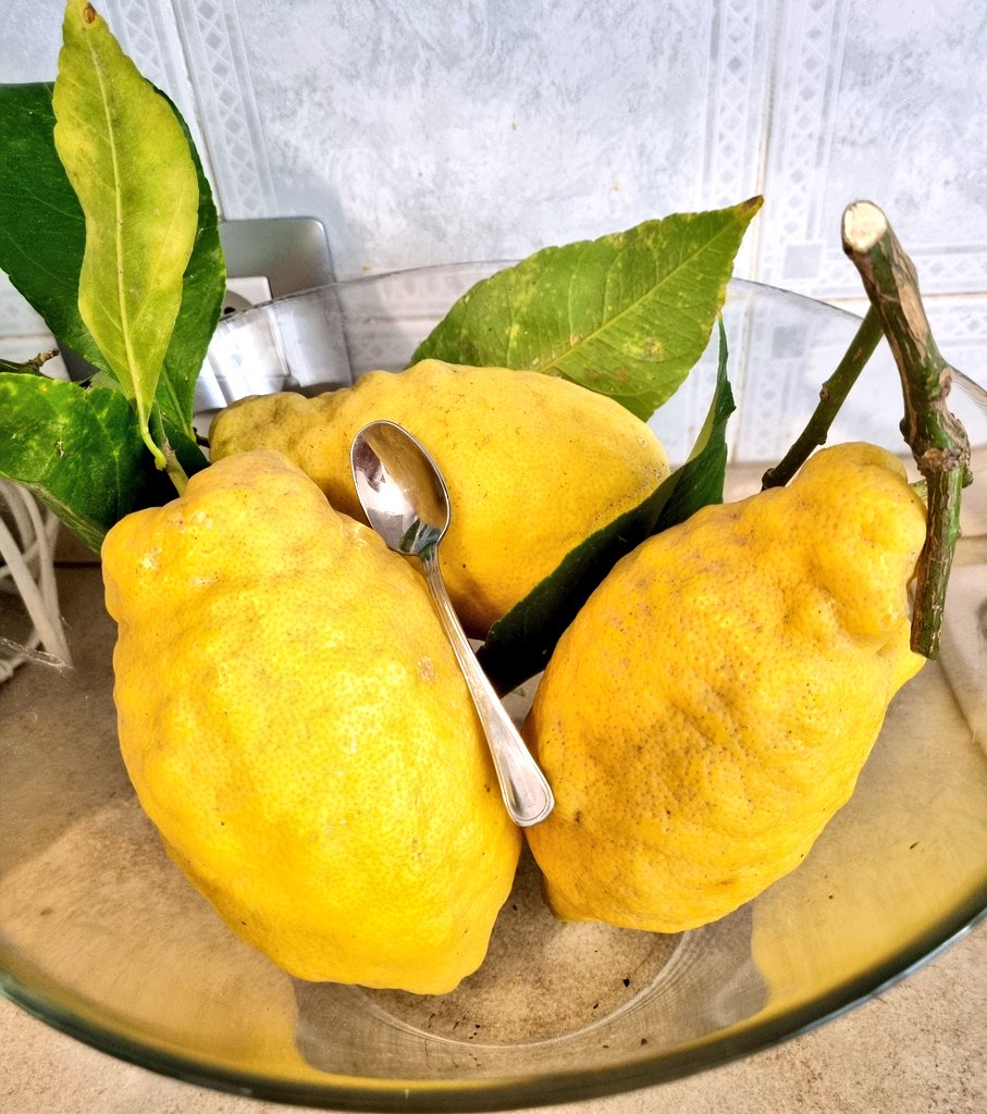 deSimone_M_Ros's tweet photo. @mengonimarco sto preparando  i #Limoni per il limoncello tour  nei palazzetti. 😀 ❤️ #marcomengoni https://t.co/YFeepIJ2d9