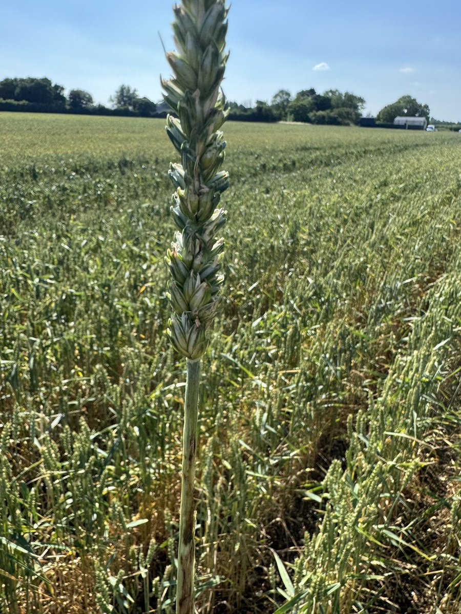 John Pawsey 🌞 tweet media