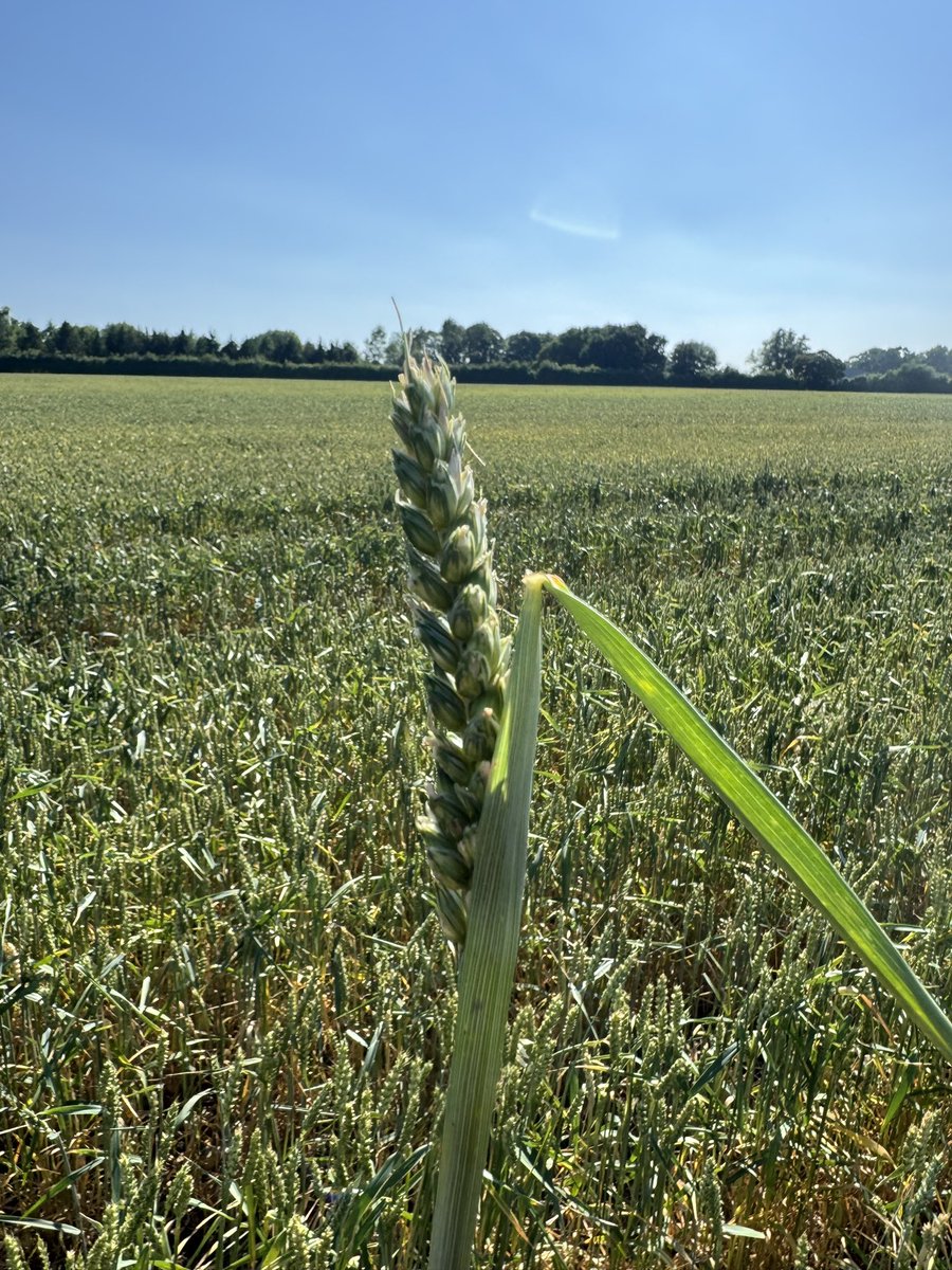 John Pawsey 🌞 tweet media