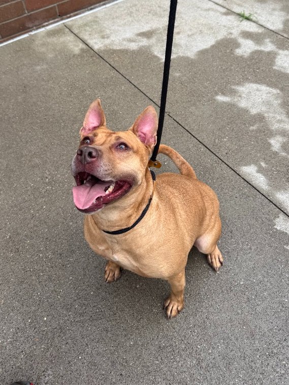SPCACincinnati's tweet photo. Some goofy smiles to brighten up this moody Monday 🥰🐾
pups pictured: Chase, Ruby, Thor, Rosie

#SPCACincinnati #CincinnatiHumane #adoptable https://t.co/ZSZA34PlJB