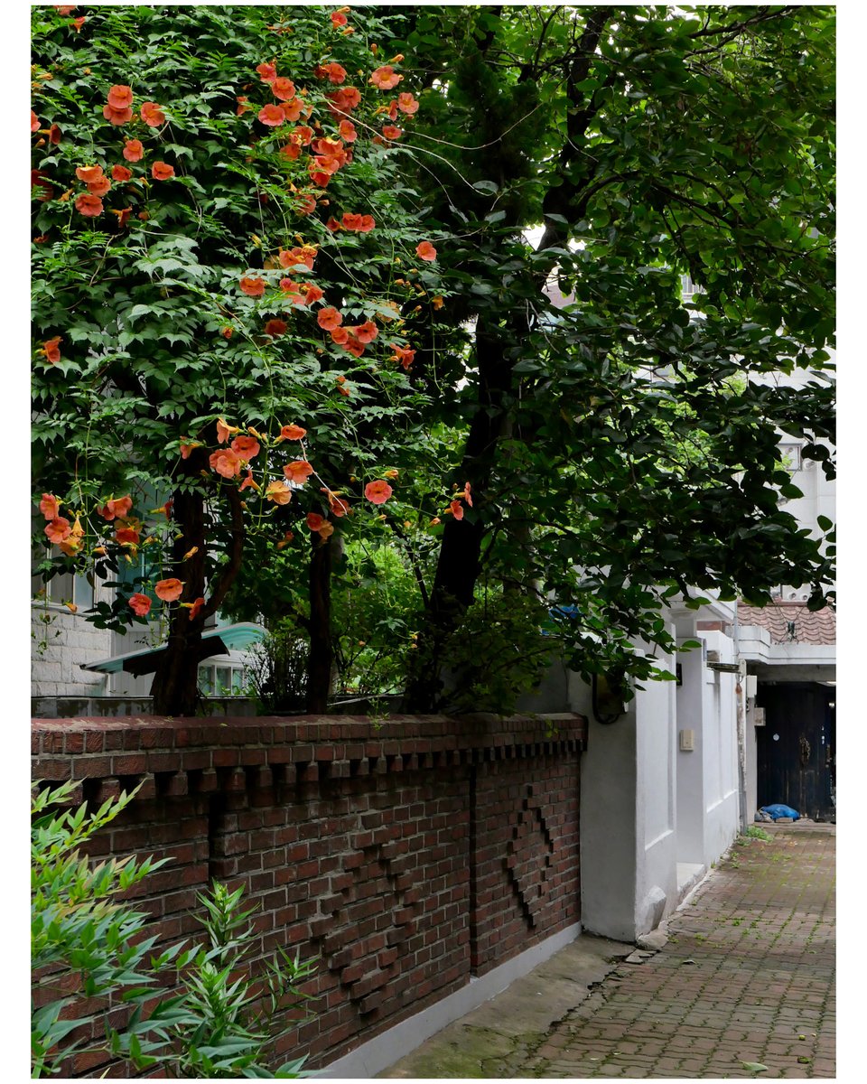 yeouiok's tweet image. 능소화가 골목길을 천천히 걷게 만든다.

The trumpet creeper in full bloom, like a painting, makes me walk slowly through the alley.

#능소화 #산책기록 #dailysnap #Leica #라이카dlux8 #LeicaLooksSTD #seoul