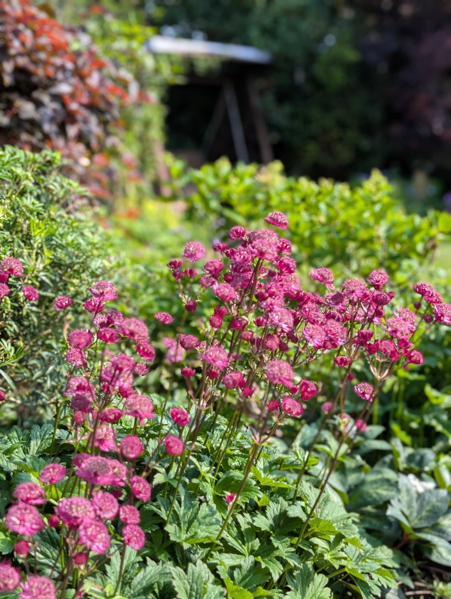 a1isonmoore's tweet image. Astrantia baking in the sun in #mylittlegarden
#MagentaMonday
#GardeningX