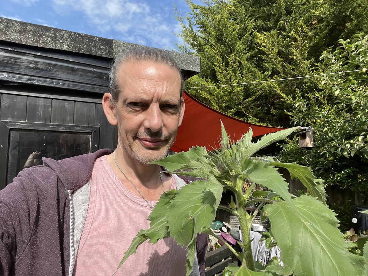 digitalplantpot's tweet image. Well, that’s the biggest #sunflower I’ve ever grown and it’s not finished yet. I’m 6ft 2 for reference 😱🤷♂️🌿🌻