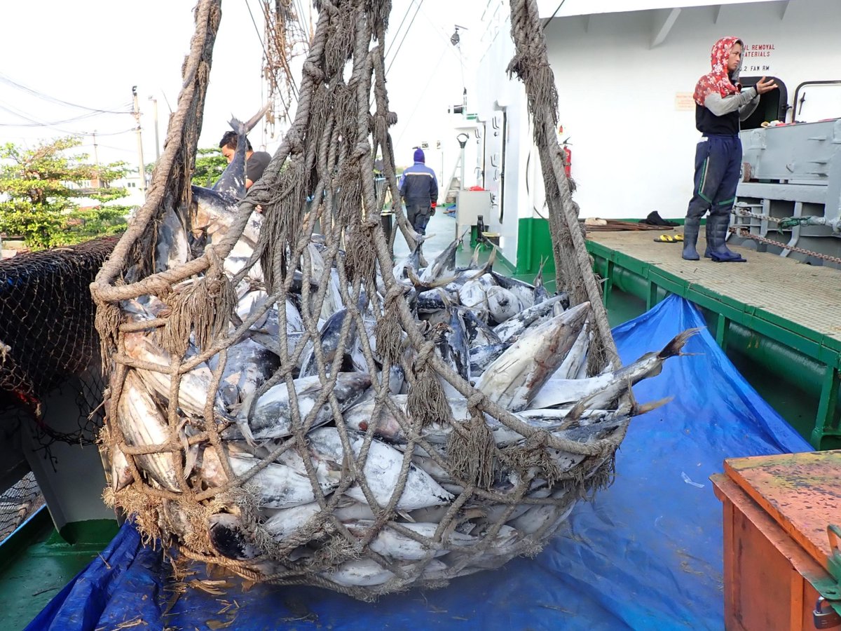 Planet Tracker is calling for action on tuna fishing transparancy as the top 30 companies are failing to do so, a major risk for investors. The financial think tank gave four core metrics that companies should reveal...zurl.co/rLEtx <a href="/planet_tracker/">Planet Tracker</a> #transparancy #tuna