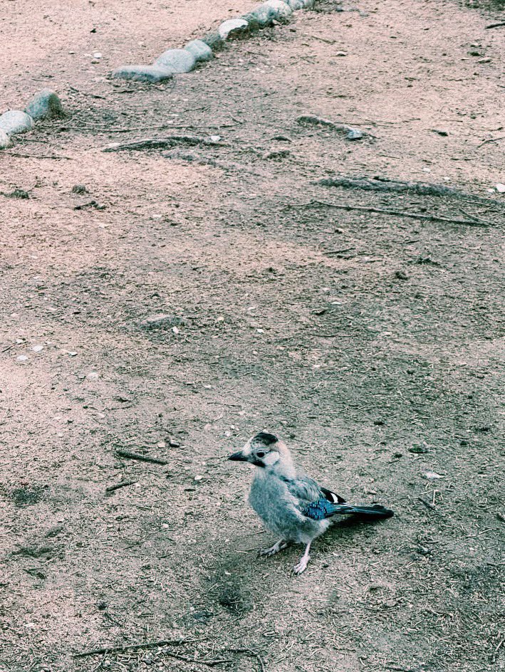 два птенца в голубых перьях