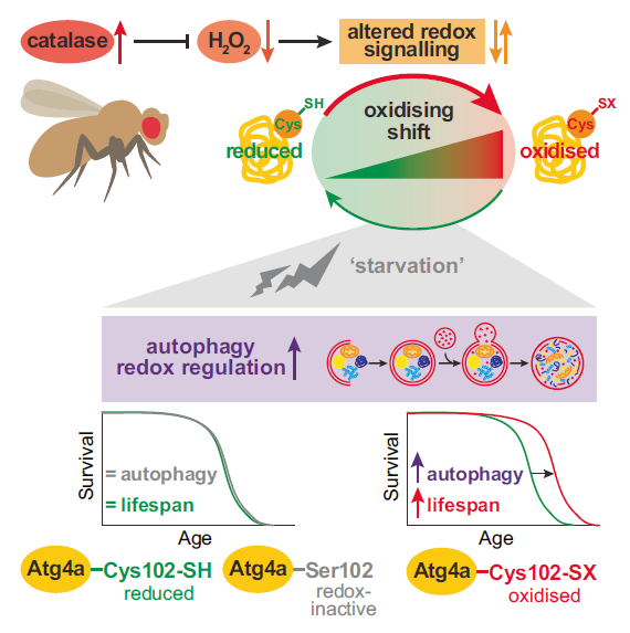 Jorge I. Castillo-Quan, MD, PhD tweet media