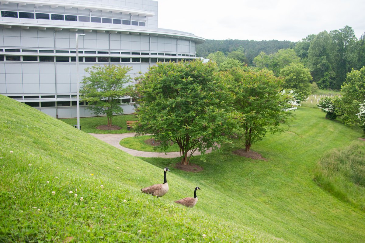 A bear, a dog and a couple of geese showed up on campus. 

What's your excuse?

Fall classes start August 25. Go register! 
🔗 pvcc.edu/fall-momentum

#pvcc