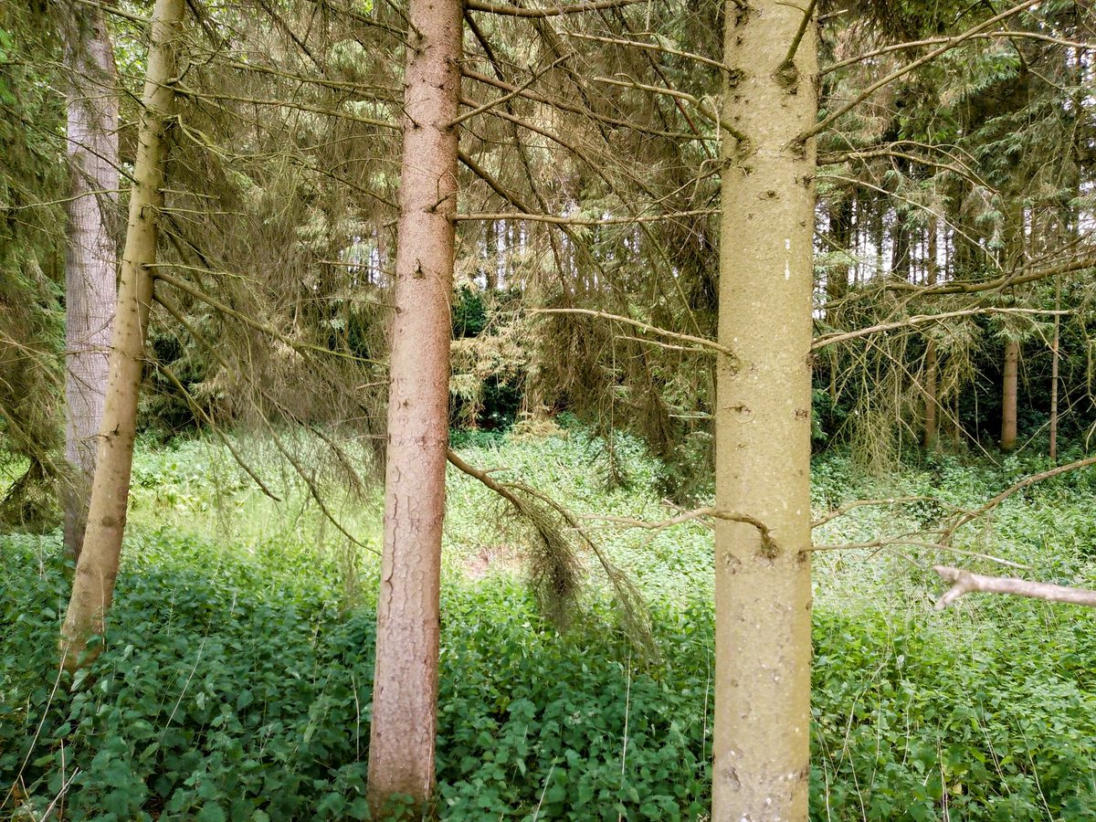 phil0073's tweet photo. #FaxtonHall 4 , the woods now covering the site , some possible moat remains seen. Nearby fields names"remember" #HallHomeClose(seen) & #HallLays (nearby). In #FaxtonLostVillage . #PhilOnaBike #FaxtonFields #MondayMeander #FridayFields #JuneJaunts #WoodlandWednesday https://t.co/3YVkr30HuW