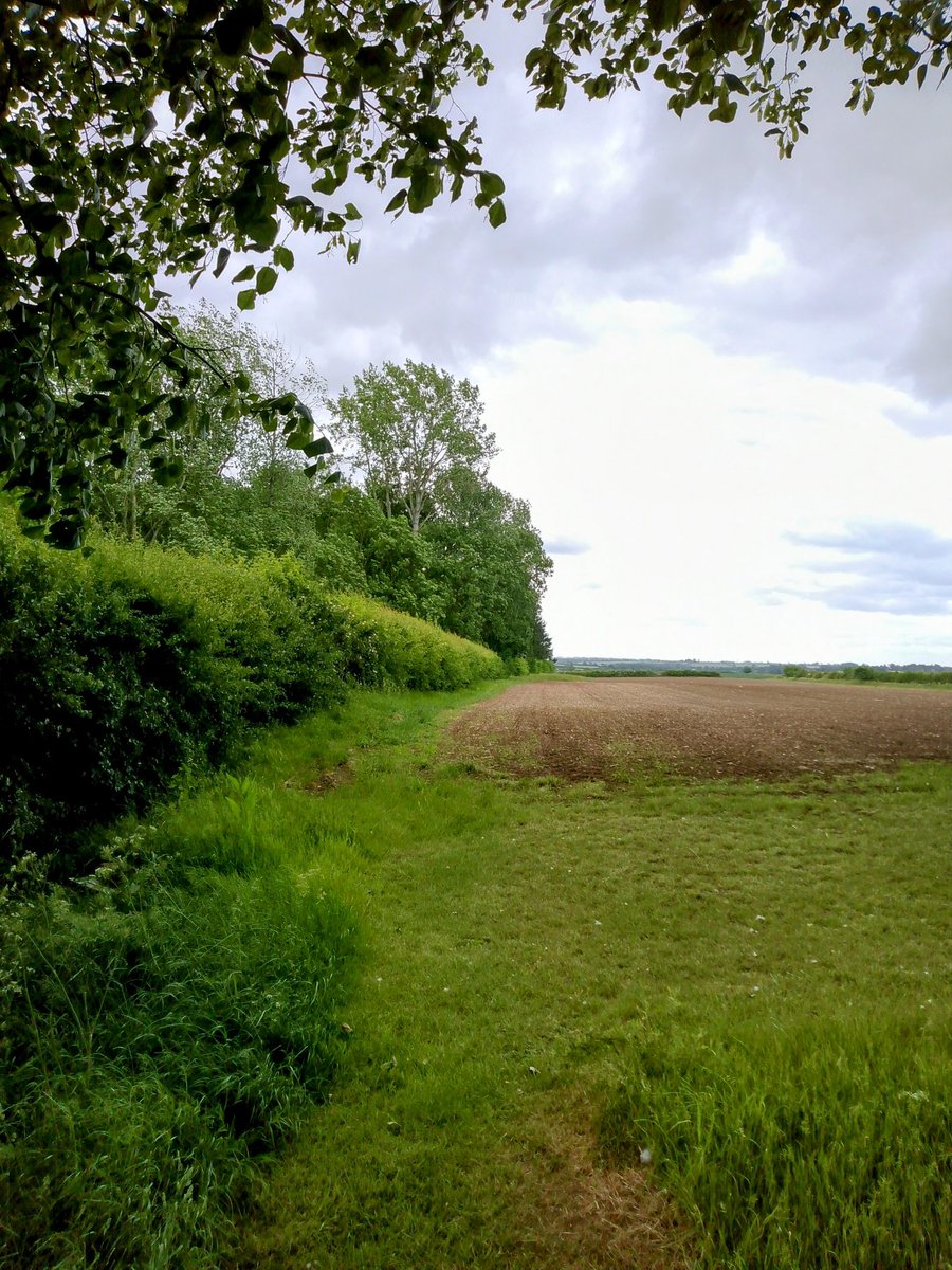 phil0073's tweet photo. #FaxtonHall 4 , the woods now covering the site , some possible moat remains seen. Nearby fields names"remember" #HallHomeClose(seen) & #HallLays (nearby). In #FaxtonLostVillage . #PhilOnaBike #FaxtonFields #MondayMeander #FridayFields #JuneJaunts #WoodlandWednesday https://t.co/3YVkr30HuW