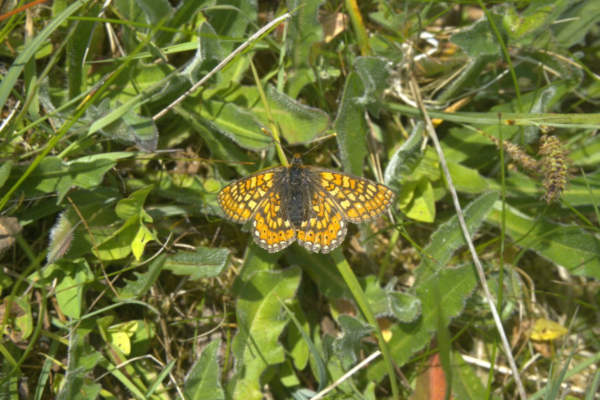 There’s been plenty of exciting activity on the nature reserves supported by the Species Survival Fund (SSF) this spring. 💪🌱 Project Assistant Lydia Gill shares the latest news in her blog 👉 bit.ly/3ZNoUHY ~ Jack

📸 Lydia Gill