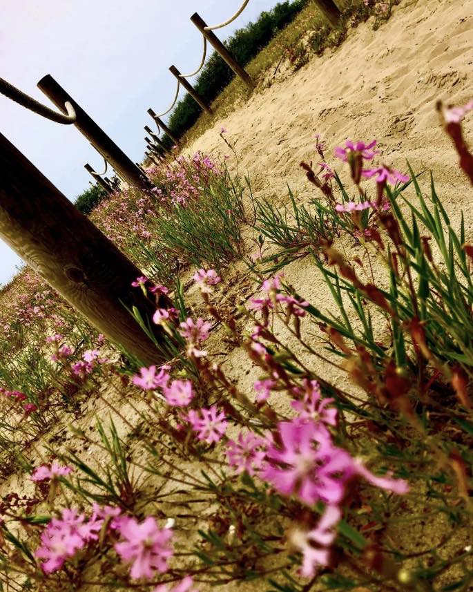 Il biotopo costiero di #Martinsicuro è un habitat protetto dove nidifica il #fratino. Ospita oltre 40 specie botaniche rare e spontanee. Un’esperienza unica tra natura e biodiversità!
👉 shorturl.at/mweUT
#abruzzo #viaggioinabruzzo #estateinabruzzo #abruzzolovers