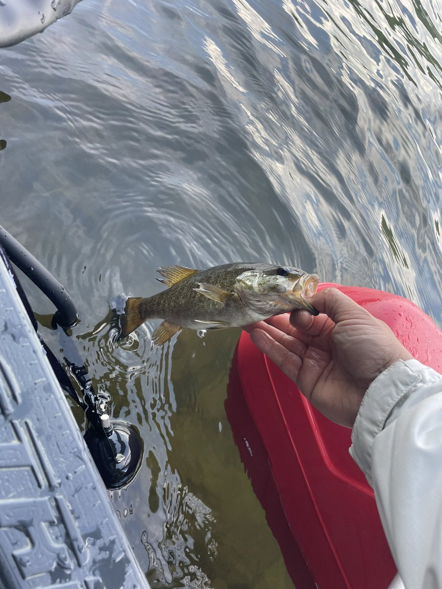 bf8seb's tweet photo. 昨年購入したフロートボート🚣
ネットの情報を頼りにフロントデッキ、リヤデッキ等を自作してこんな感じになりました。

ボート釣行は川釣行とは違い、自由に動ける反面、何をやろうかと迷い過ぎて😅このサイズがやっとでした🐟🐟
同じ魚でも川、湖では釣り方等全然違いますね。
いやー難しい！ https://t.co/IVdSKCqots