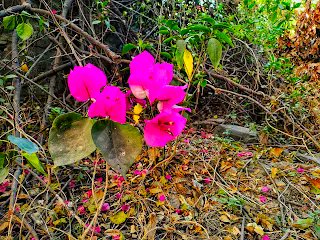 ApniMaati's tweet photo. शोध आलेख : पारिस्थितिक स्त्रीवादी चिंतन : भारतीय संदर्भ / पूजा यादव

[ लिंक 👉 
https://t.co/LrmIsYVdqH ] https://t.co/QPdlFcmEmg