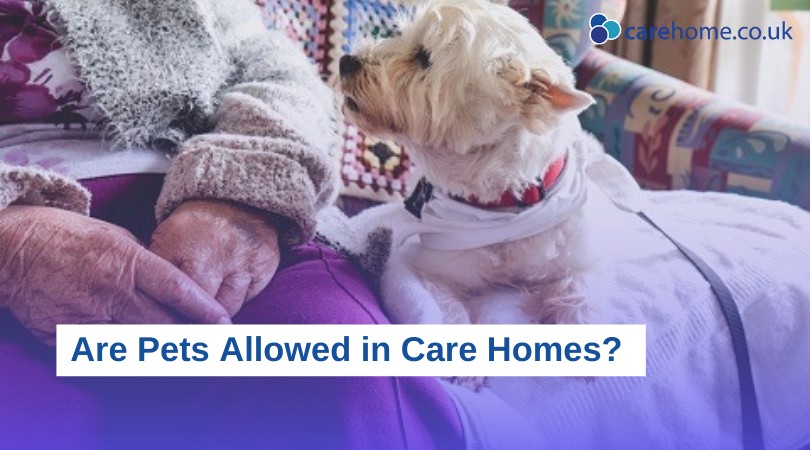 Can I take my pet into a care home? Here is what you need to know: carehome.co.uk/advice/can-i-t…
