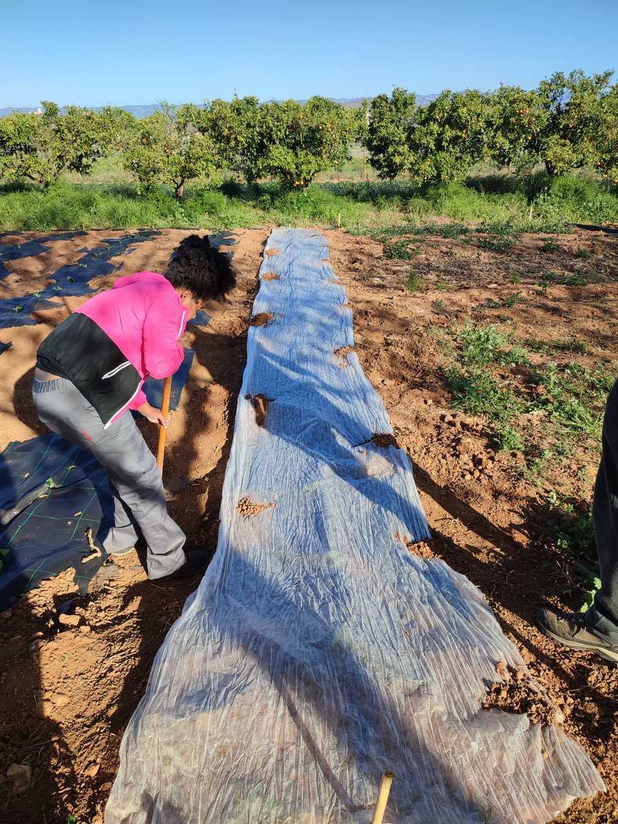 Òmnium Terres de l'Ebre (@omniumebre) on Twitter photo 🌱Horta de <a href="/coopterram/">COOPERATIVA TERRAM</a> de la Sénia rep suport del <a href="/projectelliures/">Projecte Lliures</a> per combatre la pobresa alimentària i fomentar l’agricultura ecològica. Recuperaran terres en desús per produir aliments ecològics que es repartiran a famílies vulnerables.
🤔 Coneixes el projecte? 🌱Horta de <a href="/coopterram/">COOPERATIVA TERRAM</a> de la Sénia rep suport del <a href="/projectelliures/">Projecte Lliures</a> per combatre la pobresa alimentària i fomentar l’agricultura ecològica. Recuperaran terres en desús per produir aliments ecològics que es repartiran a famílies vulnerables.
🤔 Coneixes el projecte?