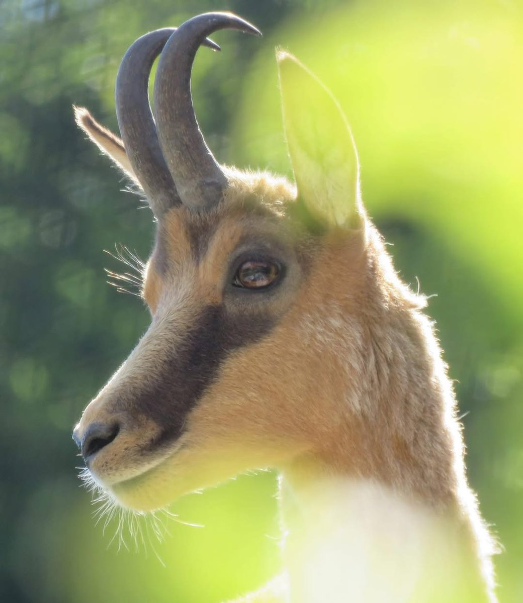 Il #camoscio d’Abruzzo, tra i più belli al mondo, vi aspetta a Rovere (Rocca di Mezzo) al Centro Visita con area faunistica! Ingresso libero dall’11 luglio al 31 agosto, ven-sab-dom.
👉 shorturl.at/xWIDA
📷 <a href="/c/">c</a>.saramegale @sirentevel
#abruzzo #viaggioinabruzzo