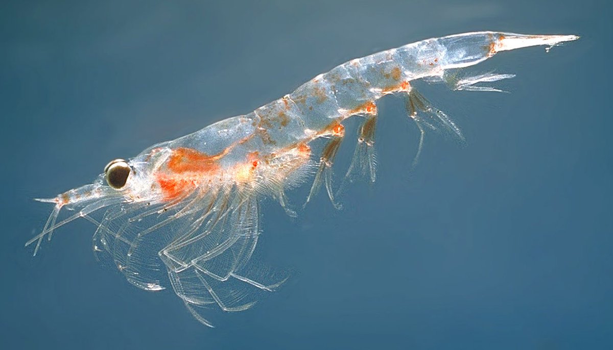 Krill (Euphausiids) are small marine crustaceans. I have drawn the Northern krill (Meganyctiphanes norvegica) in <a href="/tinkercad/">Tinkercad</a>.

tinkercad.com/things/8SiVWIc…