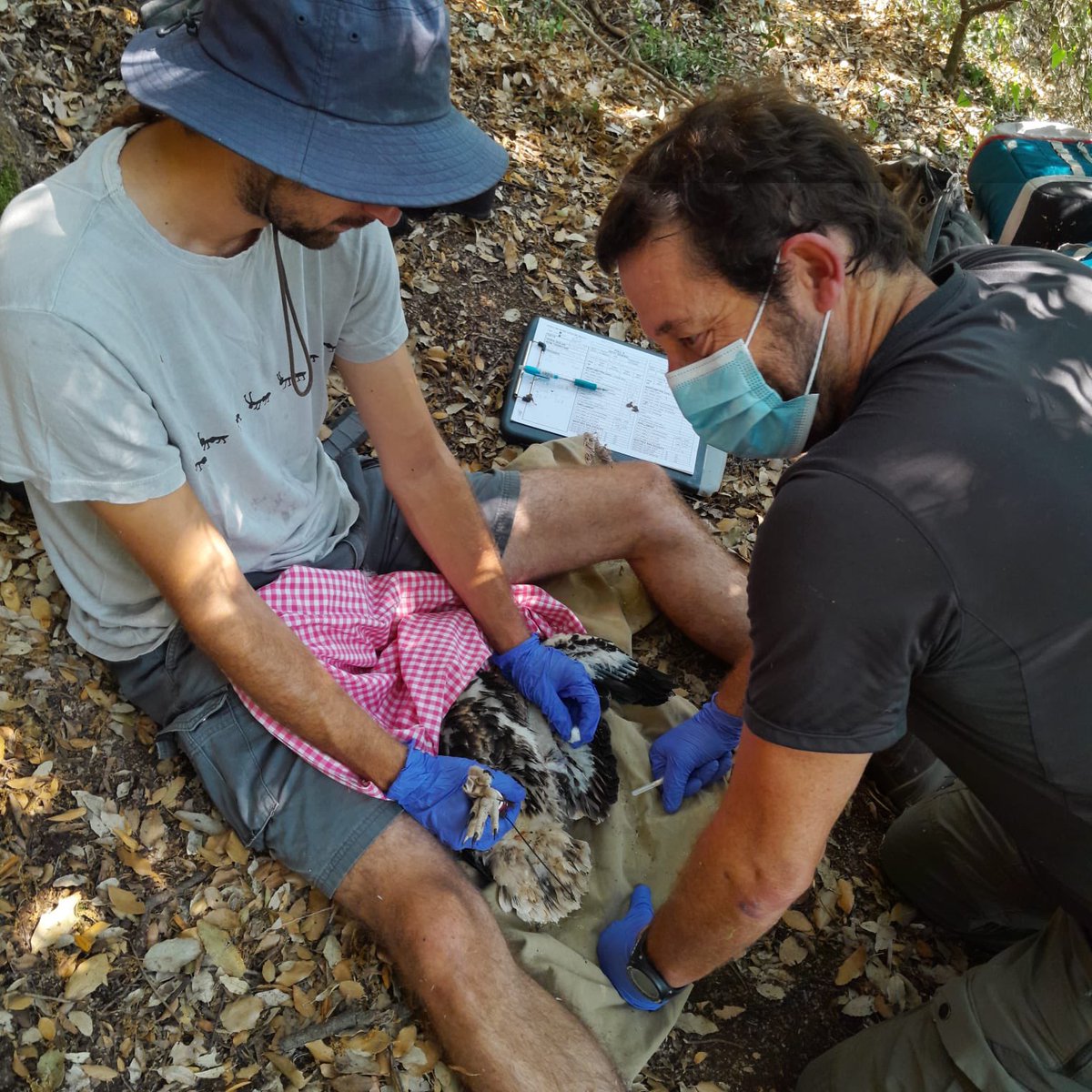 joan real (@esparverblau) on Twitter photo Comença la campanya dels aufranys amb bones noticies. <a href="/xarxadeparcs/">Xarxa de Parcs Naturals</a> El petit nucli a la serralada prelitoral es manté. A veure quan es logra que retorni a <a href="/PNMontserrat/">PN Montserrat</a> Gràcies <a href="/agentsruralscat/">Agents Rurals</a> pel suport. <a href="/IRBioUB/">IRBioUB</a> <a href="/BiologiaUB/">Facultat de Biologia UB</a> <a href="/Equip_Biocons/">Equip de Biologia de la Conservació - UB</a> Comença la campanya dels aufranys amb bones noticies. <a href="/xarxadeparcs/">Xarxa de Parcs Naturals</a> El petit nucli a la serralada prelitoral es manté. A veure quan es logra que retorni a <a href="/PNMontserrat/">PN Montserrat</a> Gràcies <a href="/agentsruralscat/">Agents Rurals</a> pel suport. <a href="/IRBioUB/">IRBioUB</a> <a href="/BiologiaUB/">Facultat de Biologia UB</a> <a href="/Equip_Biocons/">Equip de Biologia de la Conservació - UB</a>
