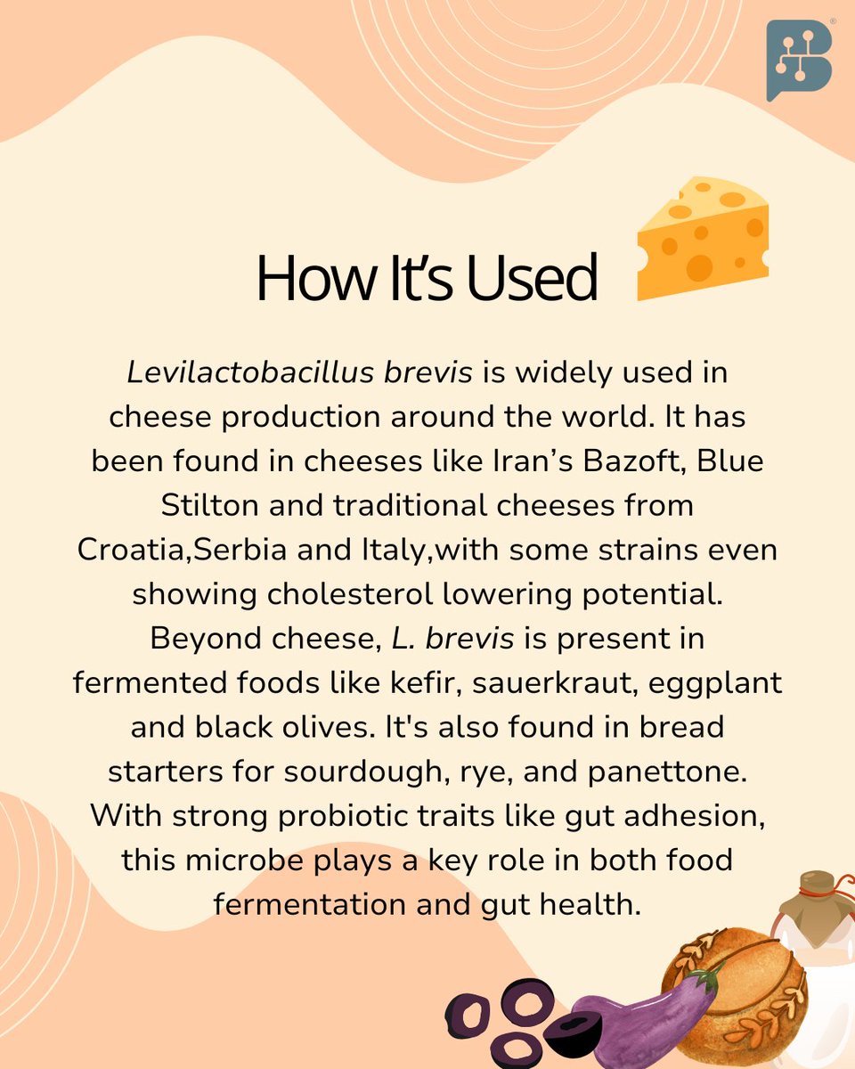 BugSpeaks's tweet photo. Levilactobacillus brevis: A Cheesy Story with Big Benefits!
#MicrobeMagic #Probiotics #GutHealth #FermentationScience #CheeseLovers #LevilactobacillusBrevis #FoodMicrobiology #HealthyGut #FermentedFoods #guthealthindia #microbiomeindia #bugspeaks https://t.co/usjdnvaYHS