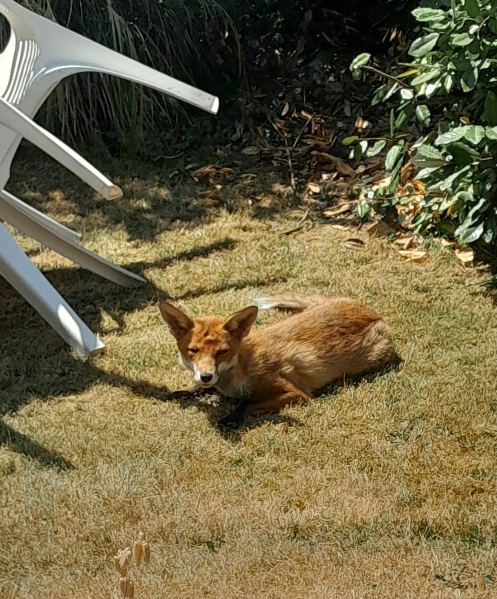 Castafi0re's tweet image. They say foxes are getting domesticated in suburban environments. No kidding. This one is sunbathing in my mother&apos;s garden.