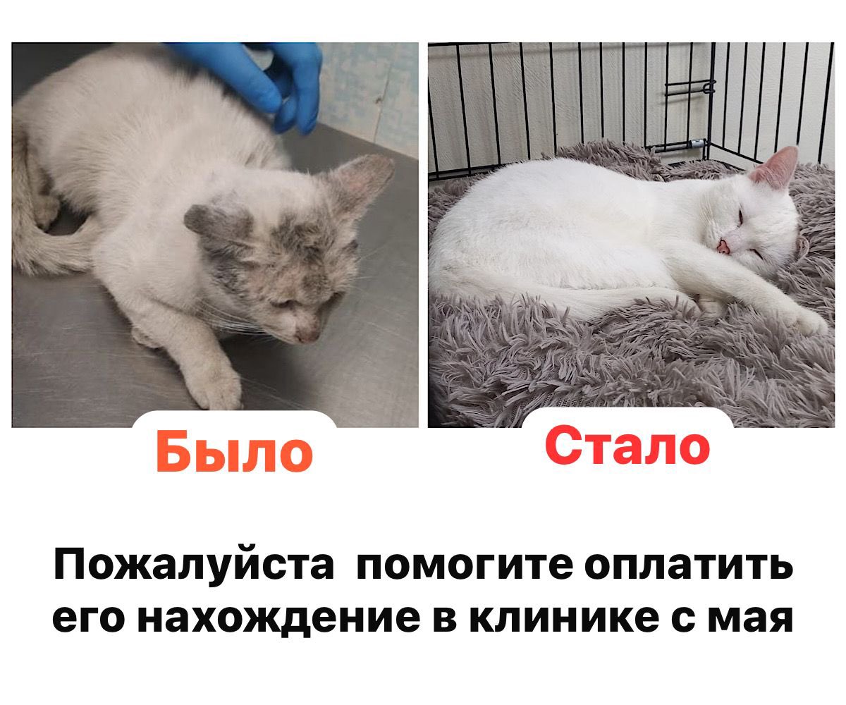HabondriaA's tweet photo. Мы потратили много сил на Бейлиса и сейчас на финишной прямой, совсем скоро он обретет свой дом и будет домашним котиком🥰
Сегодня просят оплатить стац
С 26 мая 30800, из них есть 13к
В минусе 17800
Пожалуйста помогите нам🆘🙏
89152959043
По номеру карты 2200150955359358 «Бейлис» https://t.co/11Rkco2DgO