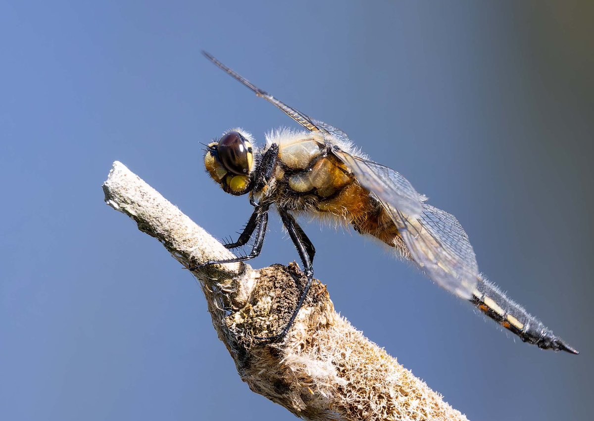 Not showing its spots, Four Spot Chaser from a different perspective yesterday, Banks Pond near Dinnington, Nthld