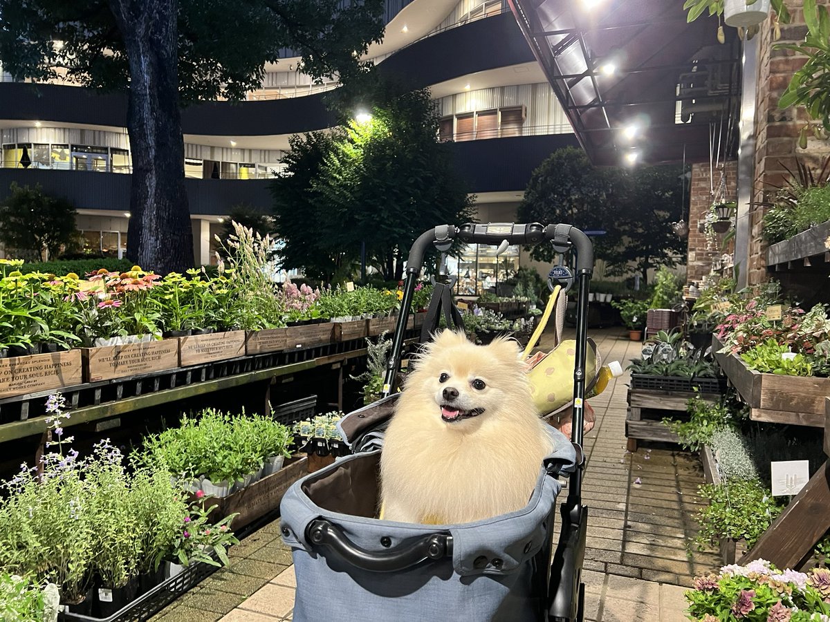 水無月☔️終幕
1年の折り返し6月最終日30日（晦日）に、茅（ちがや）で
作られた輪（茅の輪）をくぐり、今年前半の穢れを落とし
後半の無病息災を願う「夏越の祓え」🙏⛩️
大事な方々と自分と、日本の健康長寿🇯🇵
お願いしまっすきゅん‼️🐶💨
📸昨日頂いた御守り＆御朱印とパチリ✨