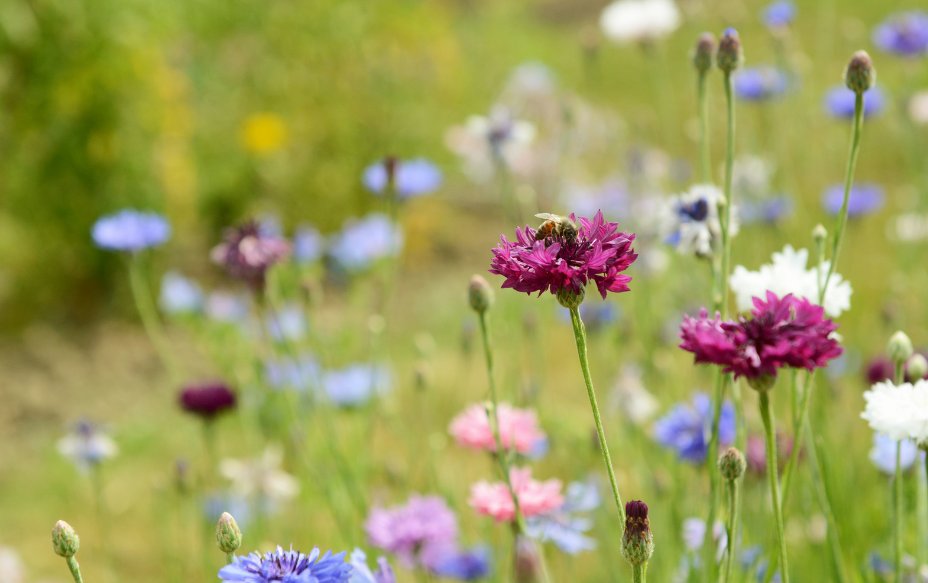 RoyalSutColTC's tweet image. 🌿FREE WILDFLOWER SEEDS FOR RESIDENTS🌷
The Town Council has distributed free wildflower seeds to community venues across Sutton Coldfield, including the following publicly accessible venues:
suttoncoldfieldtowncouncil.gov.uk/free-wildflowe…