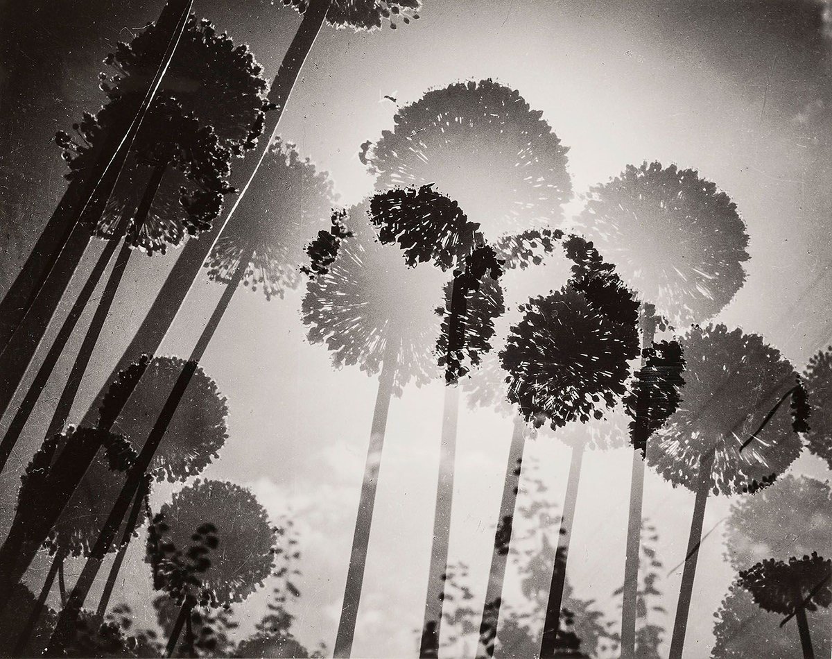 Toni Schneiders | Zwiebelblüten, 1949.