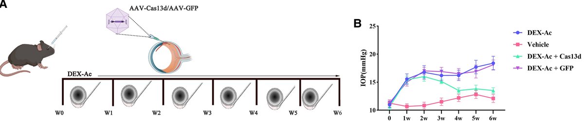 Michael F. Chiang, MD (@neidirector) on Twitter photo Targeted gene editing therapy for glaucoma tested in mice.
Knock down of two genes associated with aqueous humor production using CRISPR-Cas13 RNA editing systems lower IOP.
#NIHfunded <a href="/StanfordMed/">Stanford Medicine</a>
<a href="/PNASNexus/">PNAS Nexus</a> paper: brnw.ch/21wTMBk Targeted gene editing therapy for glaucoma tested in mice.
Knock down of two genes associated with aqueous humor production using CRISPR-Cas13 RNA editing systems lower IOP.
#NIHfunded <a href="/StanfordMed/">Stanford Medicine</a>
<a href="/PNASNexus/">PNAS Nexus</a> paper: brnw.ch/21wTMBk