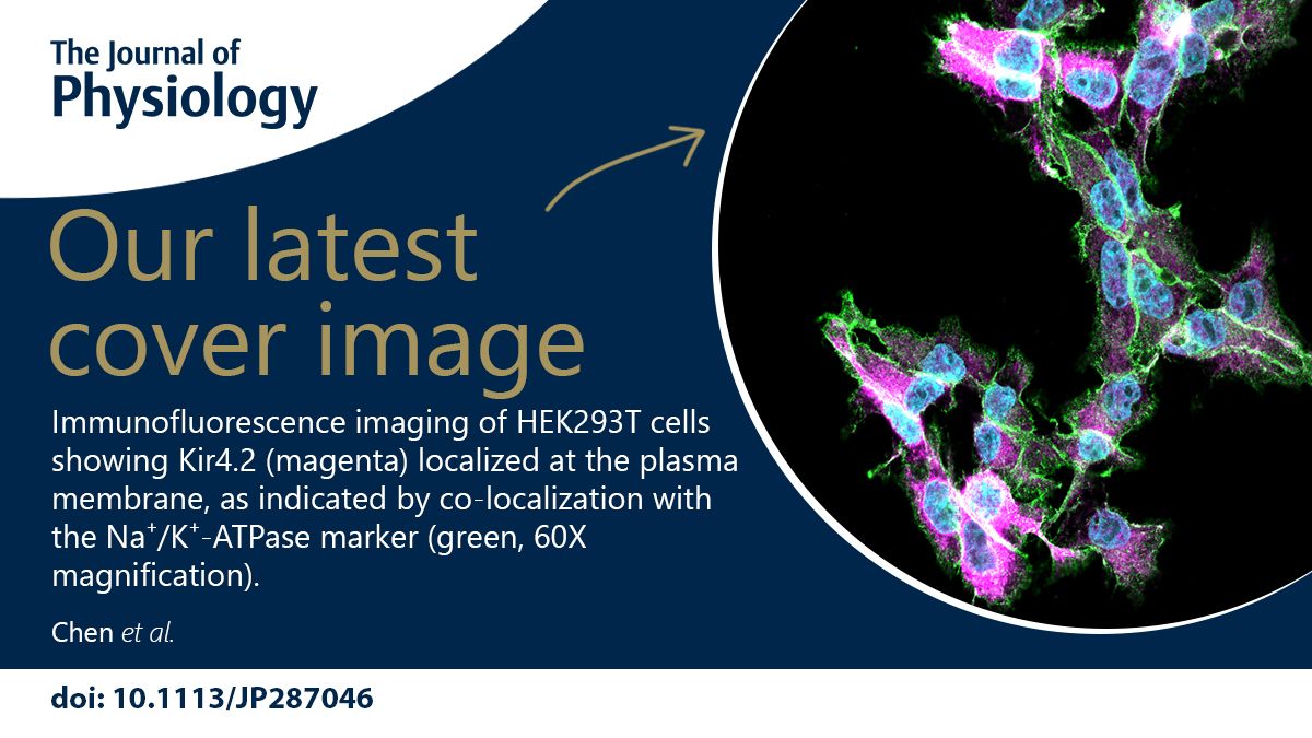 📖 NEW ISSUE LIVE📖 

The cover art comes from the work of Chen et al. &amp; demonstrates immunofluorescence imaging of HEK293T cells showing Kir4.2 localized at the #plasma membrane, as indicated by co-localization with the Na⁺/K⁺-ATPase marker 🔎 

🔗 buff.ly/19JFqB1
