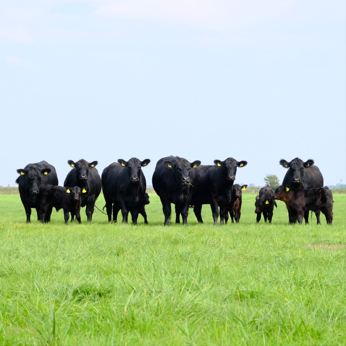 Grass-fed efficiency starts from the ground up 🌱

We’ve put together a practical guide on fertiliser application for grazing and silage systems - covering nitrogen, sulphur, and how to stay compliant without wasting a drop.

Check out our recent blog:
 🔗 nitrasol.co.uk/fertiliser-app…