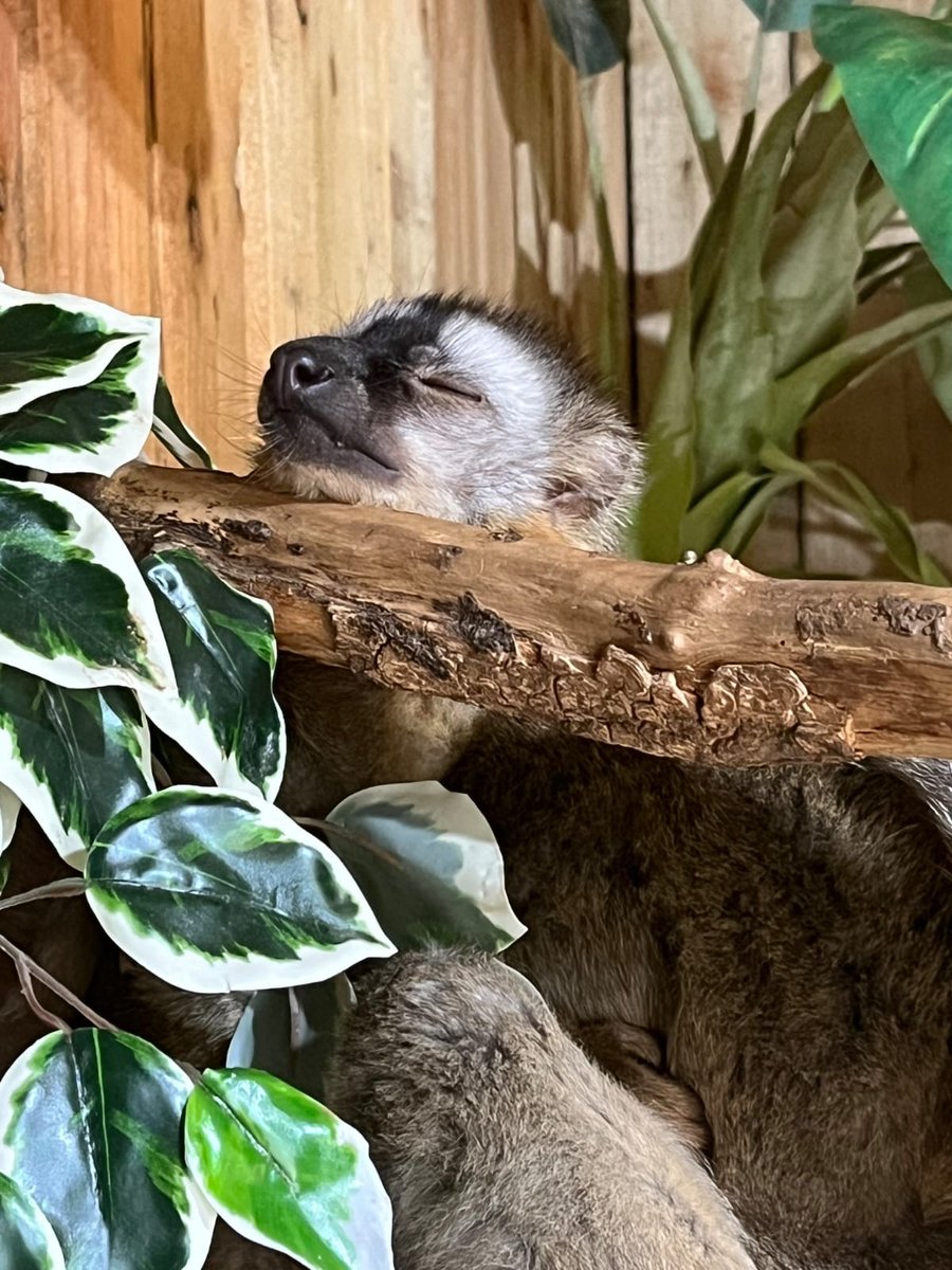 ExoticZoo's tweet image. 😴 Rose the Red-Fronted Brown Lemur is taking a well-earned nap after a busy Fossil Festival weekend! 🦖💚

Huge thanks to everyone who came – we had a blast and hope you did too!

Until next time… Rose is clocking out! 🐒💤

#ExoticZoo #FossilFestival #LemurLove #ZooLife