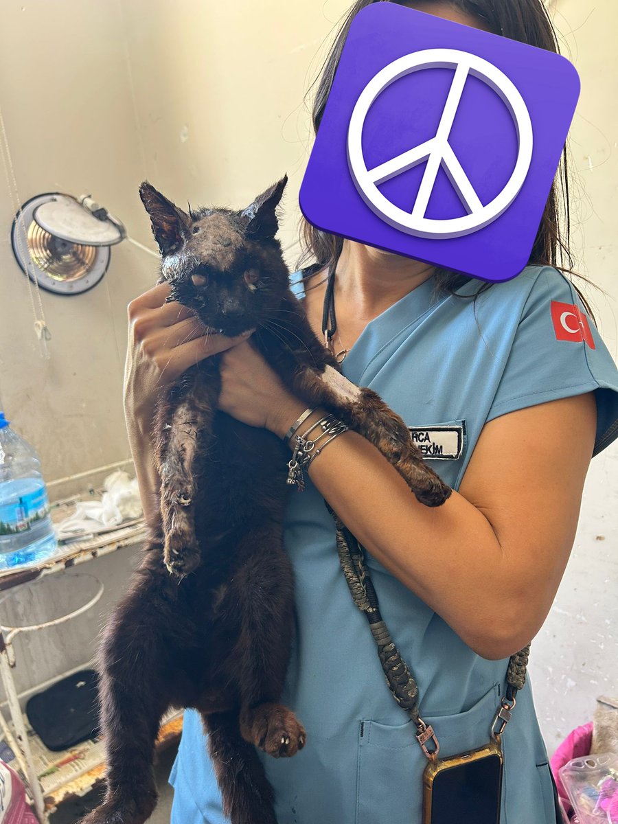 pamukvsq7's tweet photo. Gözleri görmediği için yangından kaçamamış, büyük yanıkları var. Şu an Seferihisar Barınağında. Afetzede engelli güzelime yuvanızı açın lütfen. Sehayder'e başvurabilirsiniz, instagram: @/sehayder https://t.co/xlsiYggJzS