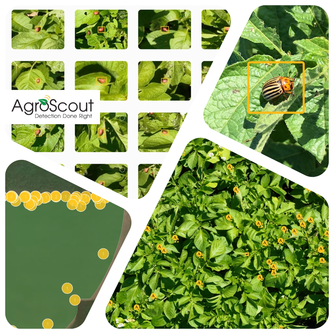 AgroScout's tweet photo. How does AgroScout detect Colorado potato beetles? 🪲🤖

A low drone flight captures images across the field.
AI scans for beetles, larvae, eggs, and feeding signs.
You get beetle counts, GPS locations, a heatmap, and a full pest report — all in one place.

#PrecisionAgriculture https://t.co/fjEY4go7qo