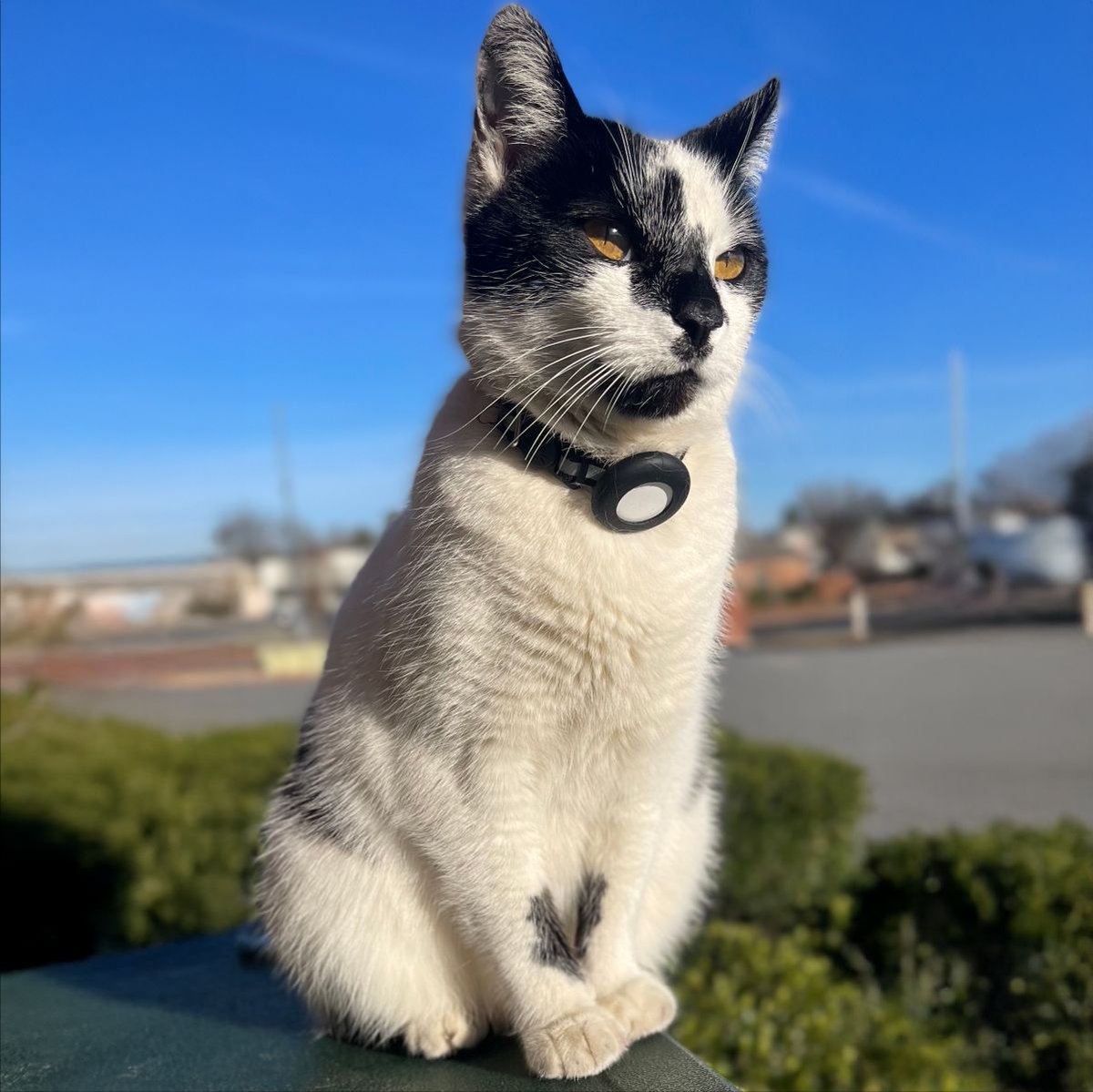Our furry feline, Mookie, is by far our cutest employee, and she’s eager to see you on your next visit!

#TheMuseumThatMovesYou #NCTransportationMuseum #Mookie