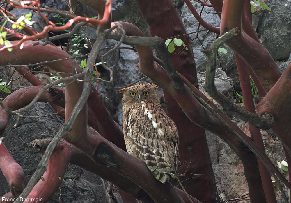 Ornithomedia's tweet image. La population turque du Kétoupa (ou Grand-duc) brun (Ketupa zeylonensis) serait actuellement comprise entre 50 et 80 couples ➡️ Cliquez sur ce lien pour en savoir plus : ornithomedia.com/breves/la-popu… #oiseaux #birds #ornithologie #ornithomedia #ornithology @DogaDernegi
